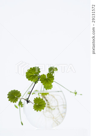 天胡荽，植物，水草，  Lawn Pennywort，日コリアンダー植物、水生植物、 29131572