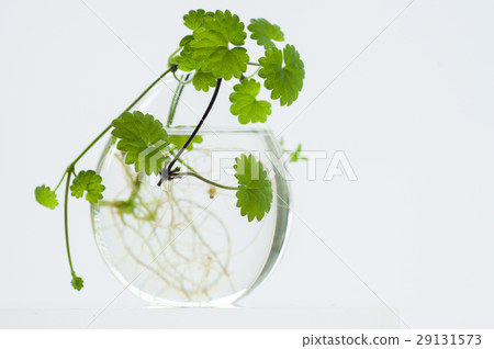 天胡荽,植物,水草, Lawn Pennywort,日コリアンダー植物、水生植物、 天胡荽,植物,水草, Lawn Pennywort,日コリアンダー植物、水生植物、 29131573