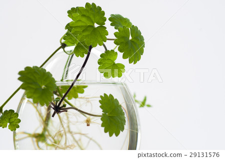 天胡荽,植物,水草, Lawn Pennywort,日コリアンダー植物、水生植物、 天胡荽,植物,水草, Lawn Pennywort,日コリアンダー植物、水生植物、 29131576