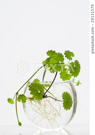 天胡荽，植物，水草，  Lawn Pennywort，日コリアンダー植物、水生植物、 29131579