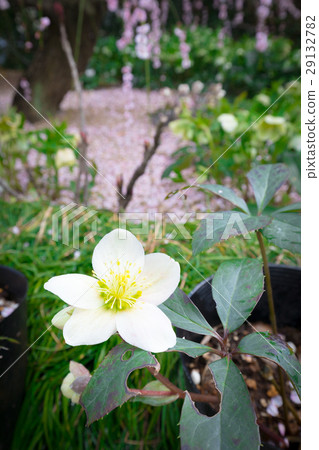 聖誕節玫瑰毛茛家庭3月 聖誕節玫瑰毛茛家庭3月 29132782