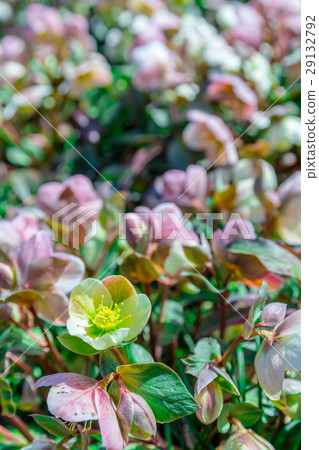 Christmas rose Buttercup family March 29132792