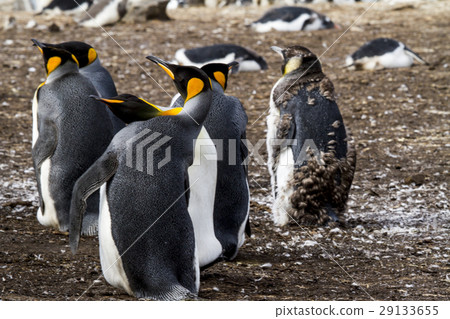 King Penguin King Penguin 29133655