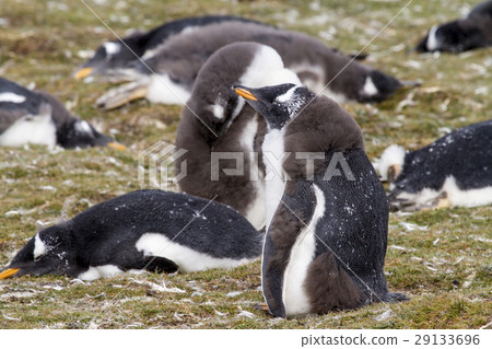 Gentoo Penguin Colony Gentoo Penguin Colony 29133696