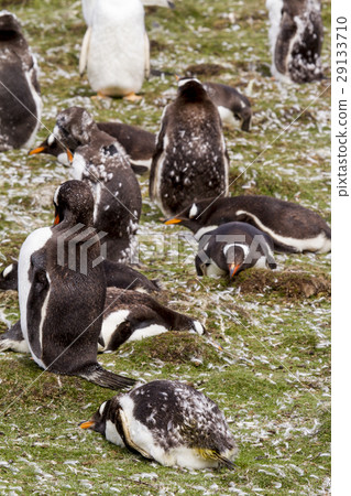 Gentoo Penguin Colony 29133710