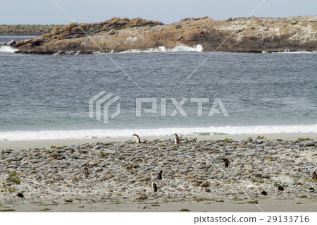 Penguins - Magellan and Gentoo Penguins - Magellan and Gentoo 29133716