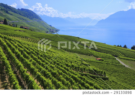 Scenery of Lavaux 29133898