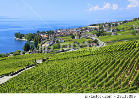 Scenery of Lavaux 29133899