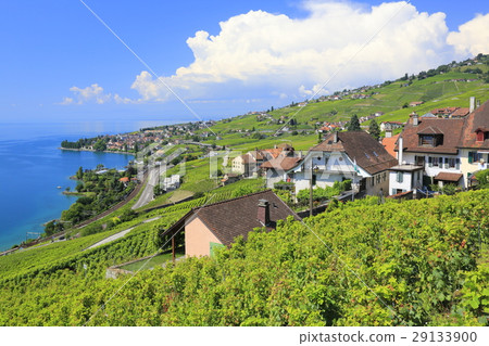 Scenery of Lavaux Scenery of Lavaux 29133900