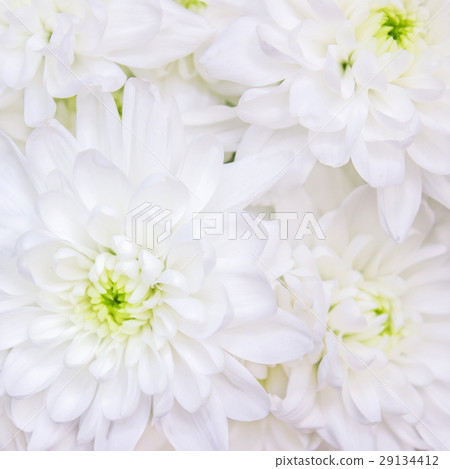 White flowers Chrysanthemum background White flowers Chrysanthemum background 29134412