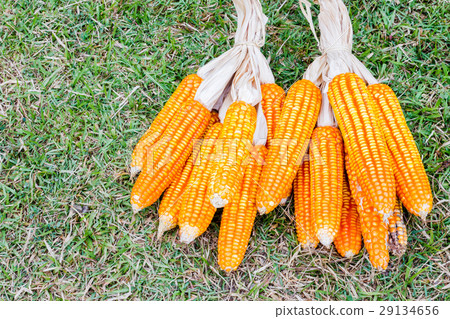 ear of corn on the grass 29134656