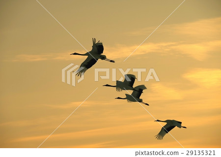 蒲公英起重機在日落（Tsurui村） 29135321