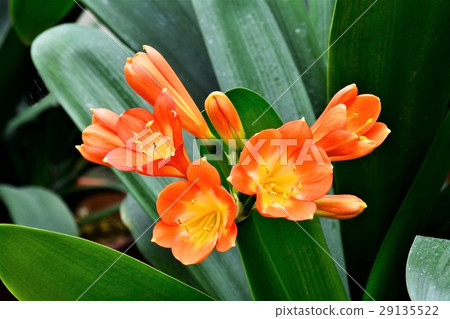 Kunsiran flowers 29135522