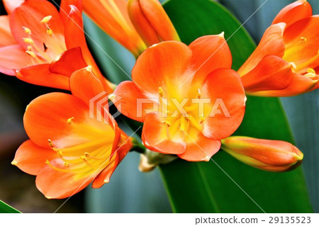 Kunsiran flowers 29135523