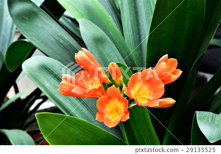 Kunsiran flowers 29135525