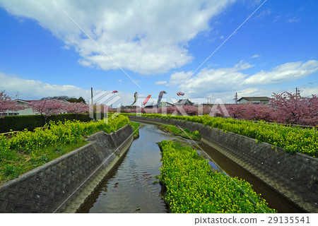 Koinobori, rape flowers along the river and Kawazu cherry tree 29135541