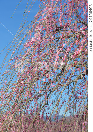Suzuka Forest Garden 29138408