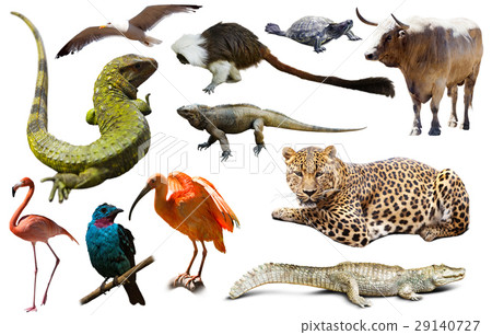 Fauna of South America set 29140727