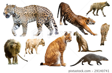 Set of wild mammals isolated over white Set of wild mammals isolated over white 29140741