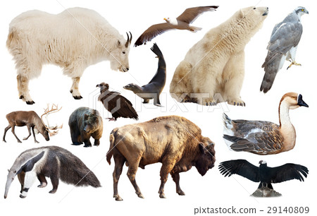 Set of fauna of North American animals. Set of fauna of North American animals. 29140809