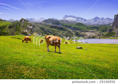 mountains landscape with lake and cows mountains landscape with lake and cows 29140956