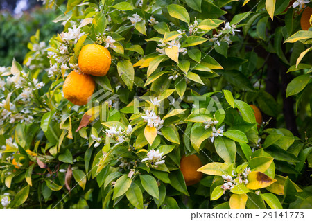 orange fruits in garden orange fruits in garden 29141773