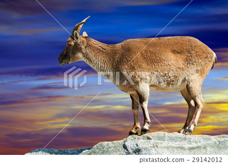 sheep on rock in dawn sheep on rock in dawn 29142012