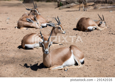 Few Saharian Dorcas Gazelles on sand Few Saharian Dorcas Gazelles on sand 29142016