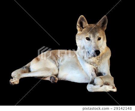 lying wolf over black lying wolf over black 29142148