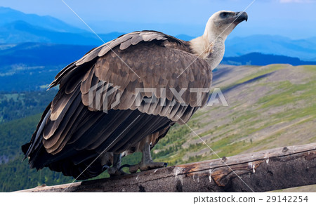 Griffon vulture against mountains background 29142254