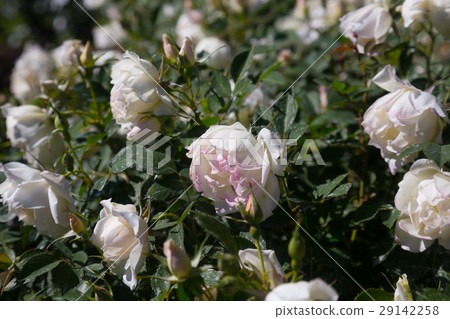 white rose flowers 29142258