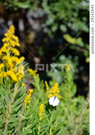 Butterfly in the field 29142645