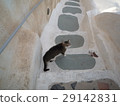 Greek Cat on Santorini 29142831