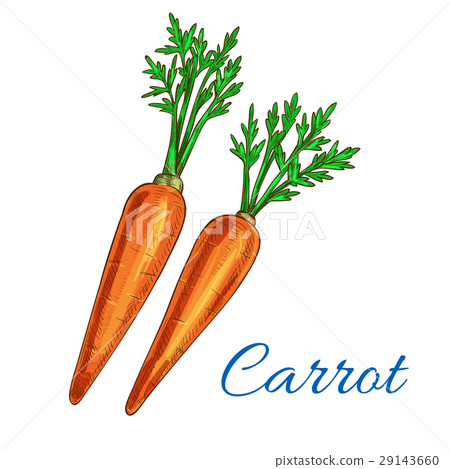 Carrot vegetable vector isolated sketch icon 29143660