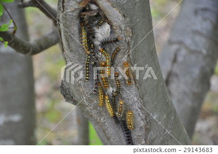 Myrica caterpillar 29143683