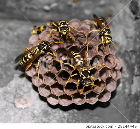wasps on comb 29144449