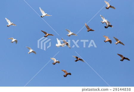 flock of pigeons on blue sky flock of pigeons on blue sky 29144838