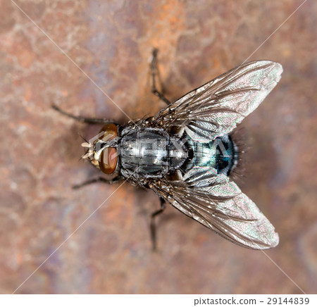 House fly close up House fly close up 29144839
