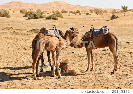 Camels in Erg Chebbi Sand dunes. Merzouga, Morocco 29145351