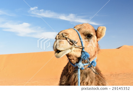 Camel in Erg Chebbi Sand dunes. Merzouga, Morocco 29145352