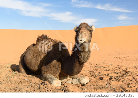 Camel in Erg Chebbi Sand dunes. Merzouga, Morocco 29145353