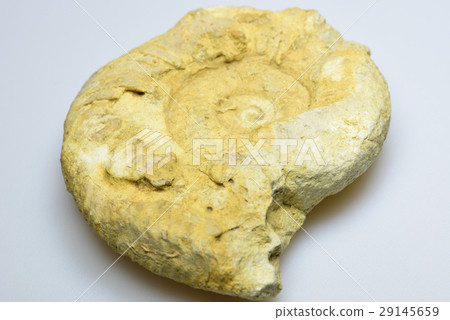 亞捫人化石 29145659