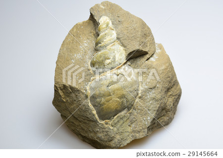 貝類化石 29145664