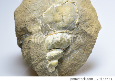 Shellfish fossil Shellfish fossil 29145674
