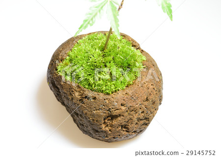 青苔珠寶種植園秋葉 29145752