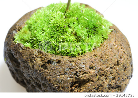 青苔珠寶種植園秋葉 29145753