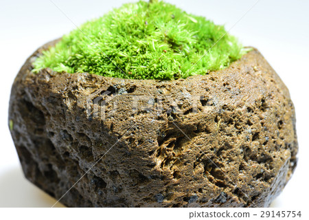 青苔珠寶種植園秋葉 29145754