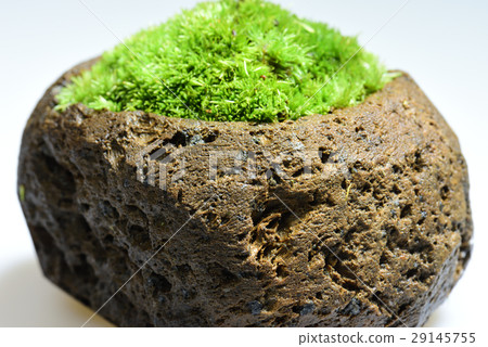 青苔珠寶種植園秋葉 29145755