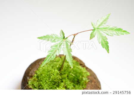青苔珠寶種植園秋葉 青苔珠寶種植園秋葉 29145756