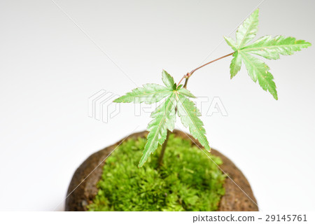 Moss jewelry plantation autumn leaves Moss jewelry plantation autumn leaves 29145761